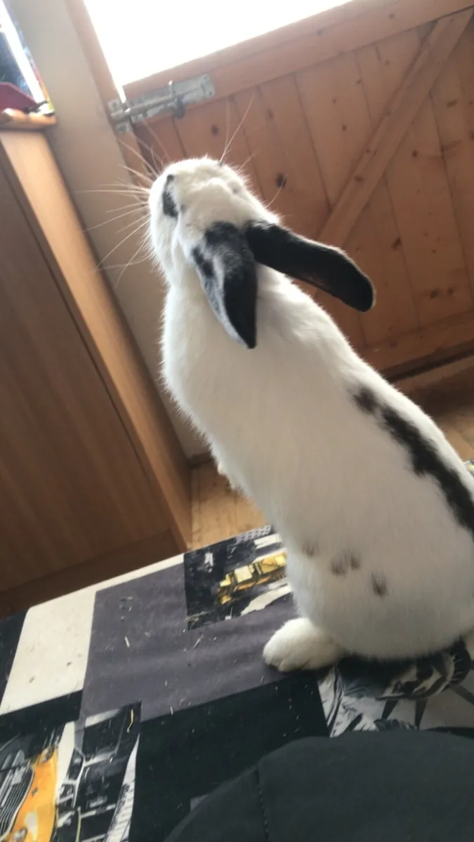 Young bunny - Image 2