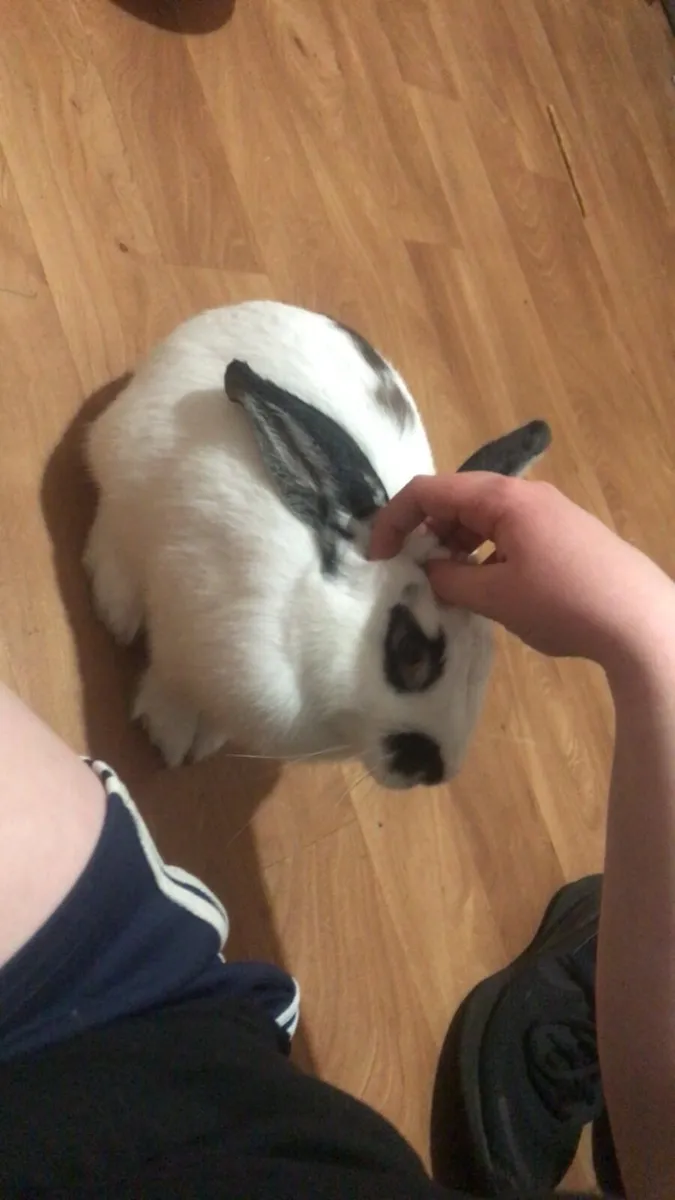 Young bunny - Image 3