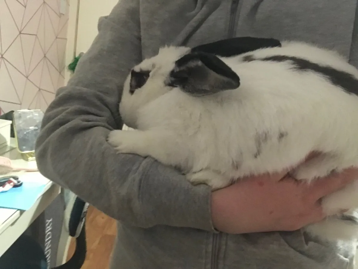 Young bunny - Image 4