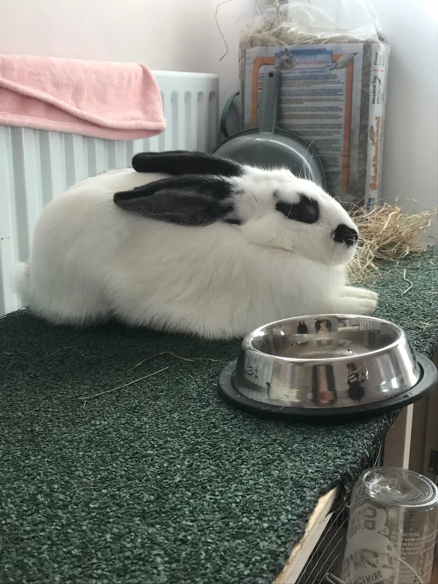 Young bunny - Image 1