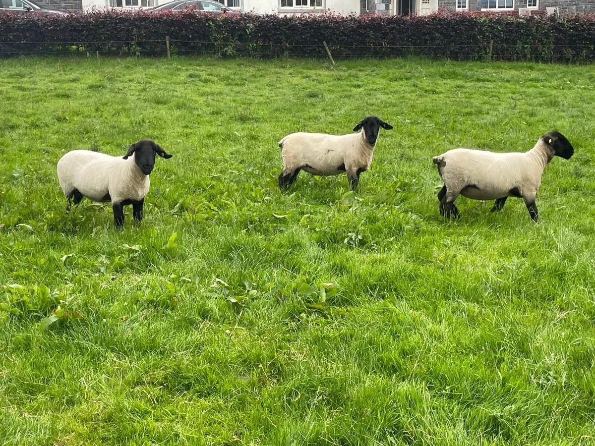John Tess Suffolks - SIS PBR Approved Rams & Ewes - Image 4