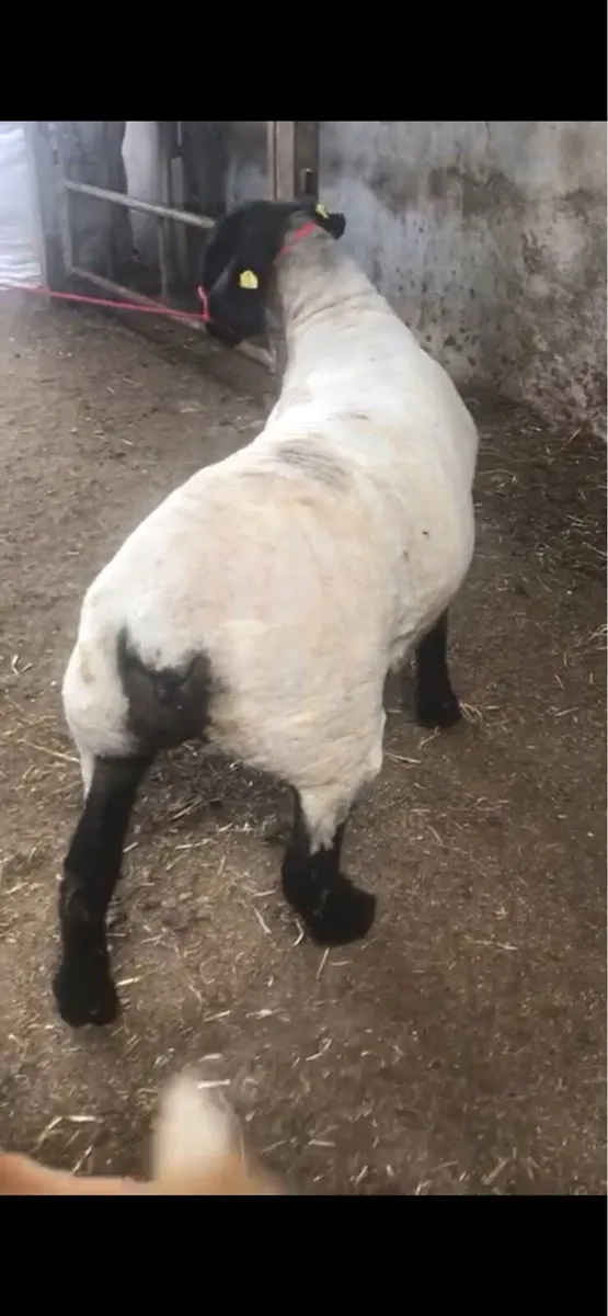 John Tess Suffolks Selection of PBR sheep for sale - Image 2