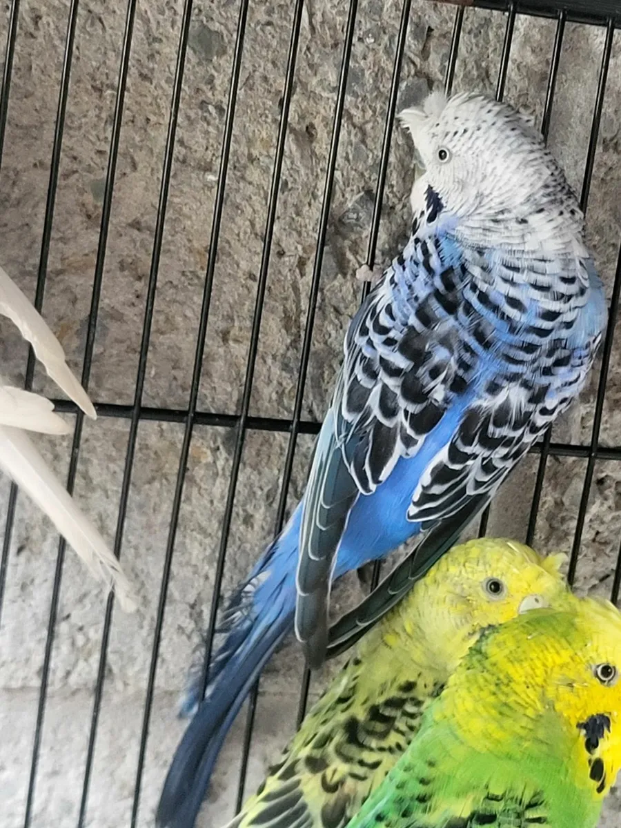 Crested& normal  budgies cockitiel - Image 2