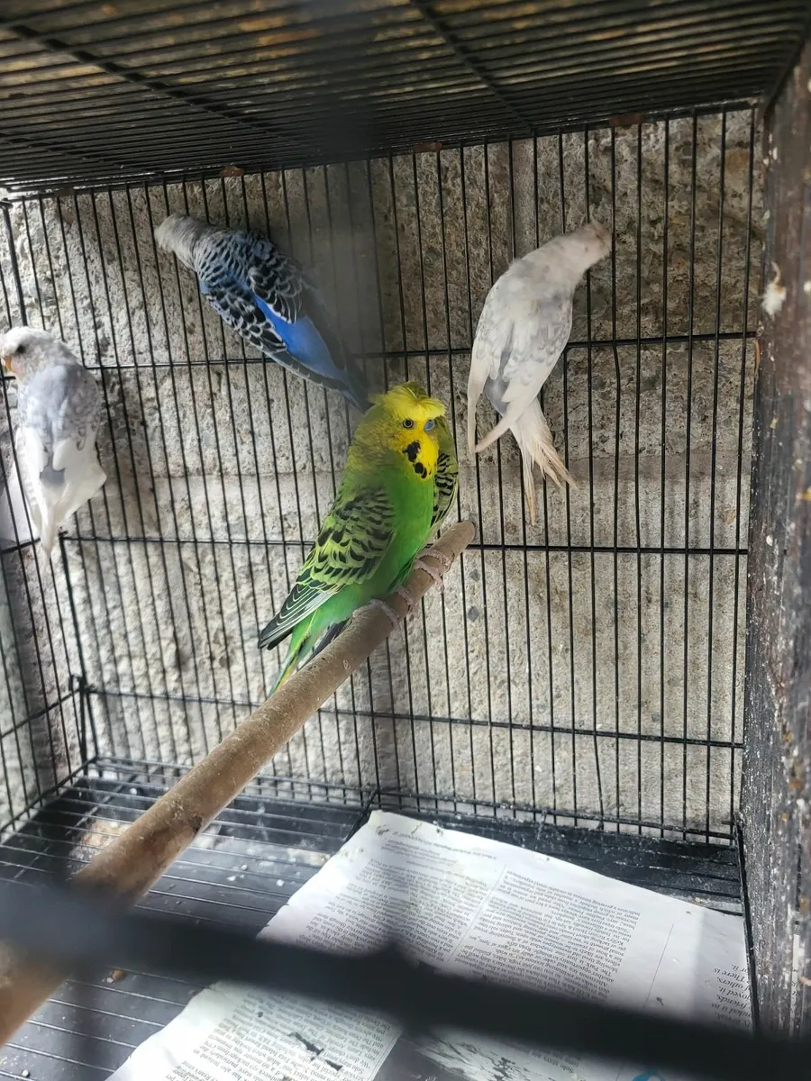 Crested& normal  budgies cockitiel - Image 3
