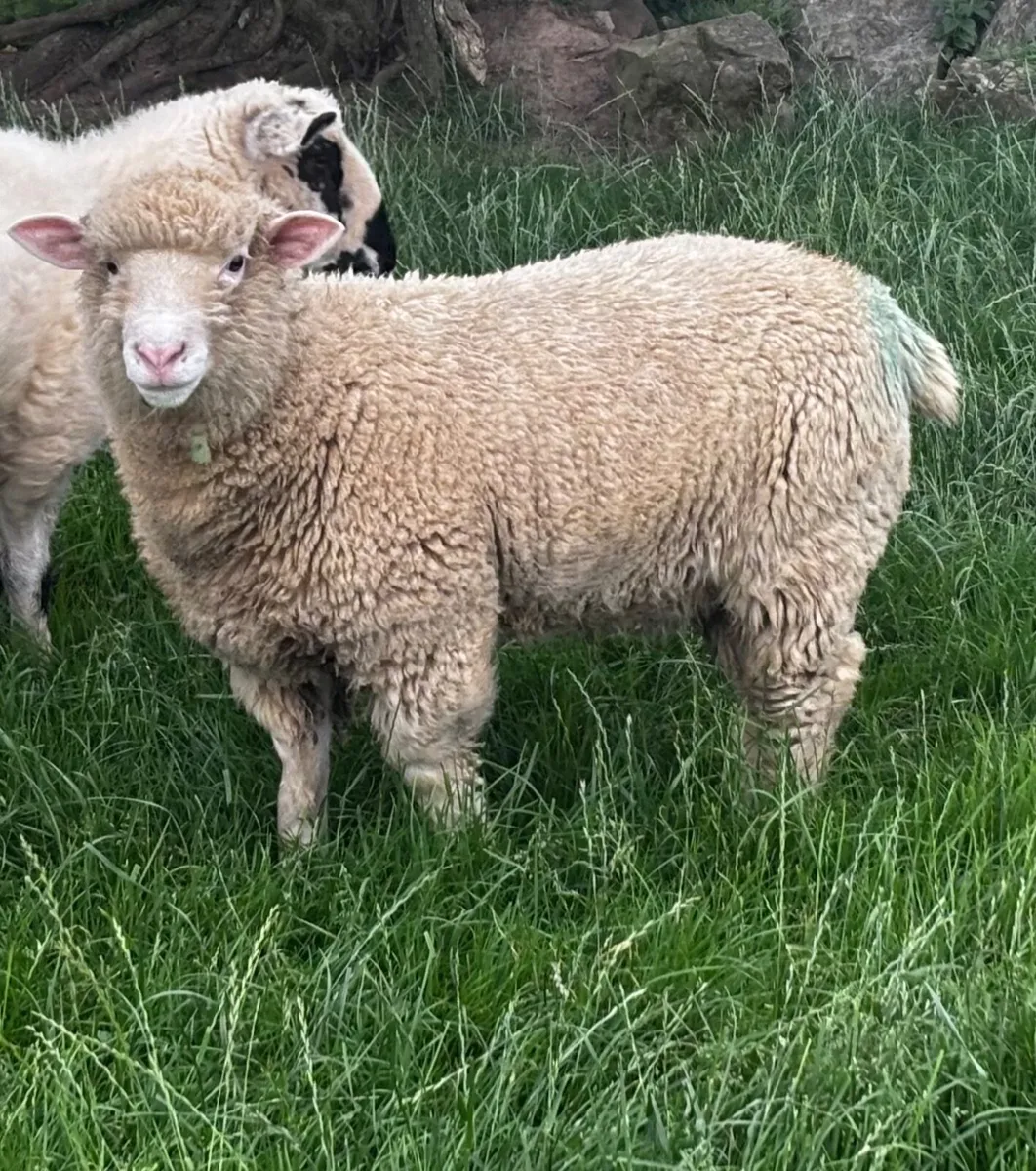 Two PBNR Rams €345 each - Image 2