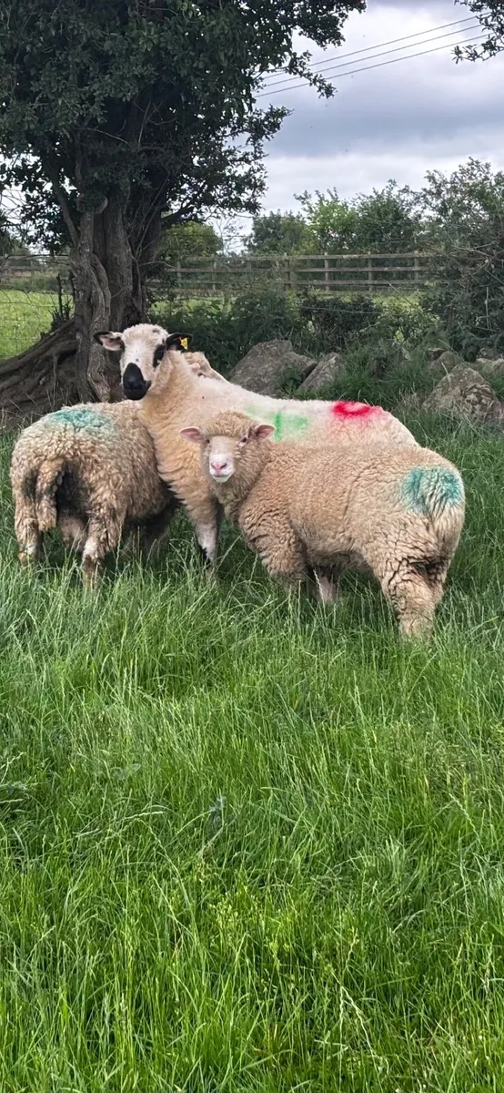 Two PBNR Rams €345 each - Image 3