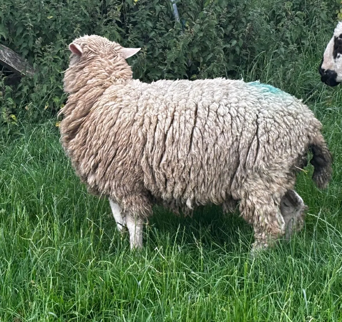 Two PBNR Rams €345 each - Image 4