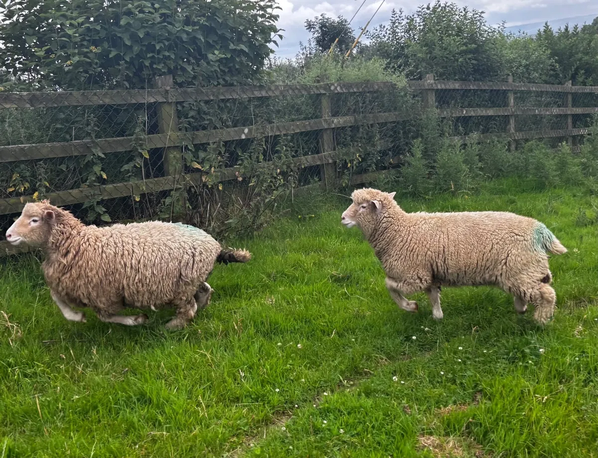 Two PBNR Rams €345 each - Image 1