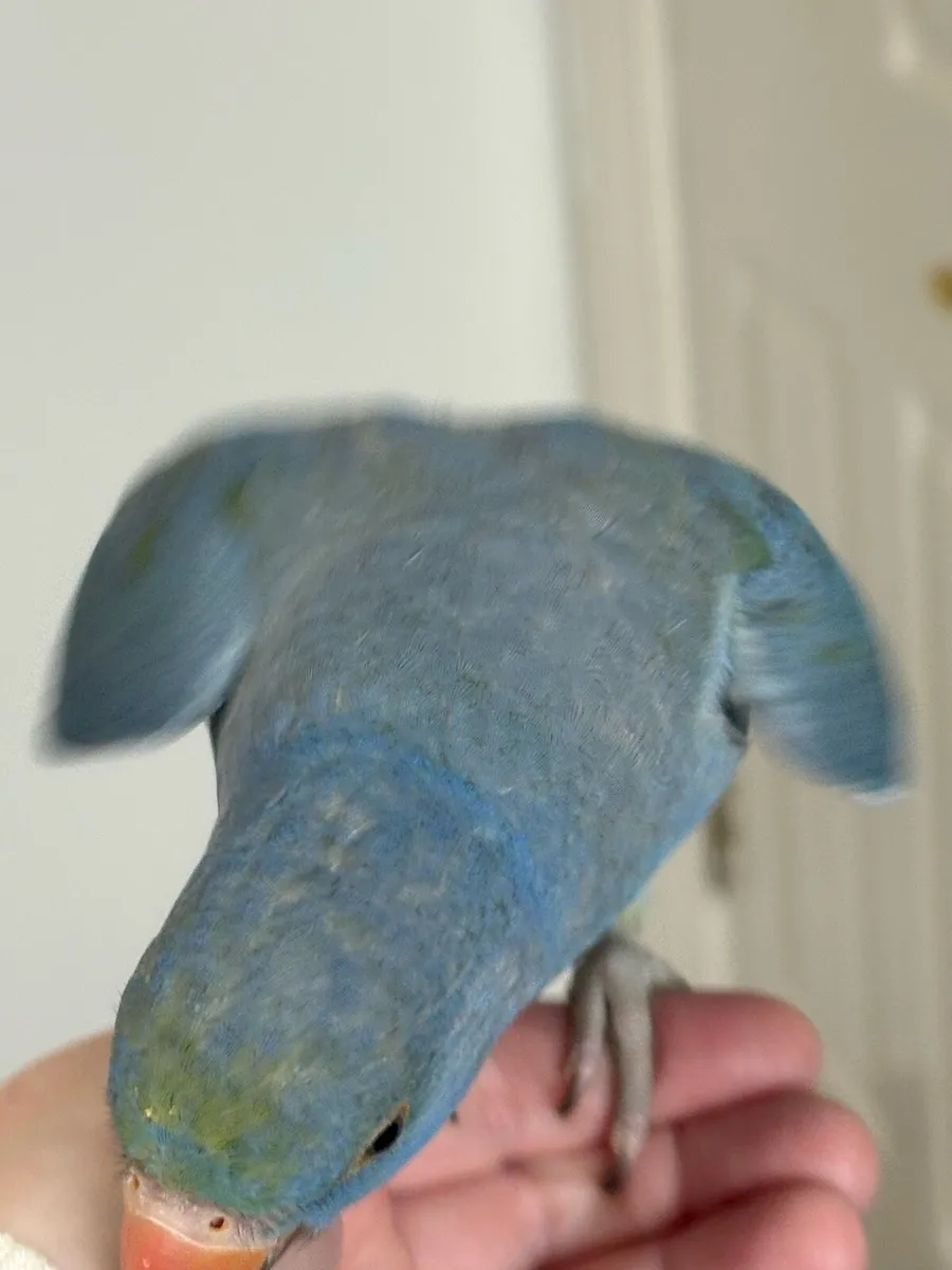 Indian ringneck - Image 4