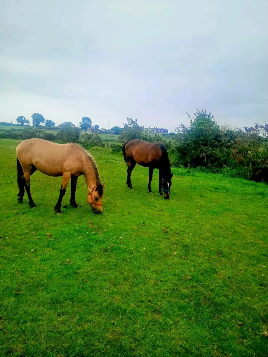Sport horse fillys - Image 1