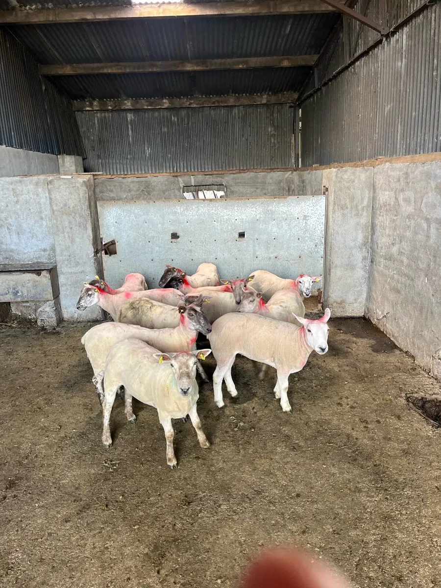 20 ewe hoggets - Image 1