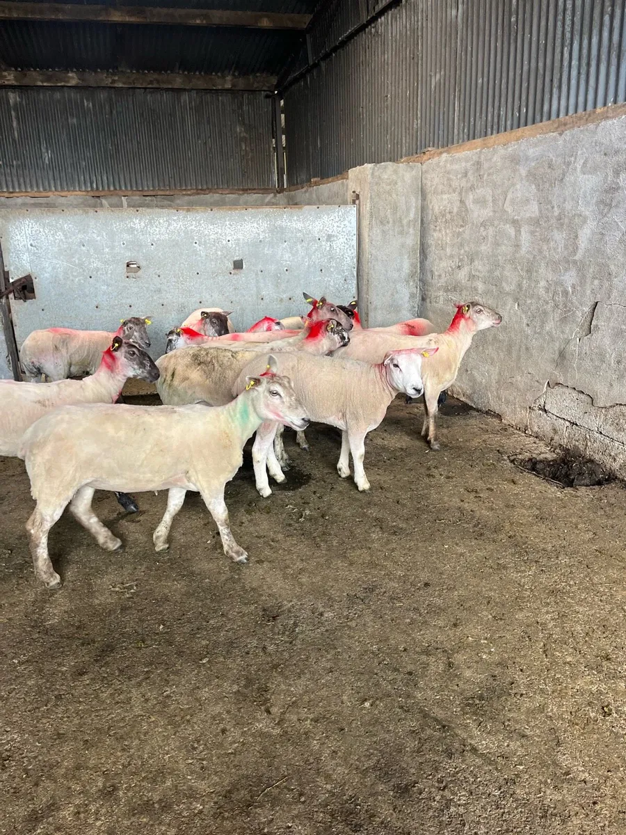 20 ewe hoggets - Image 2