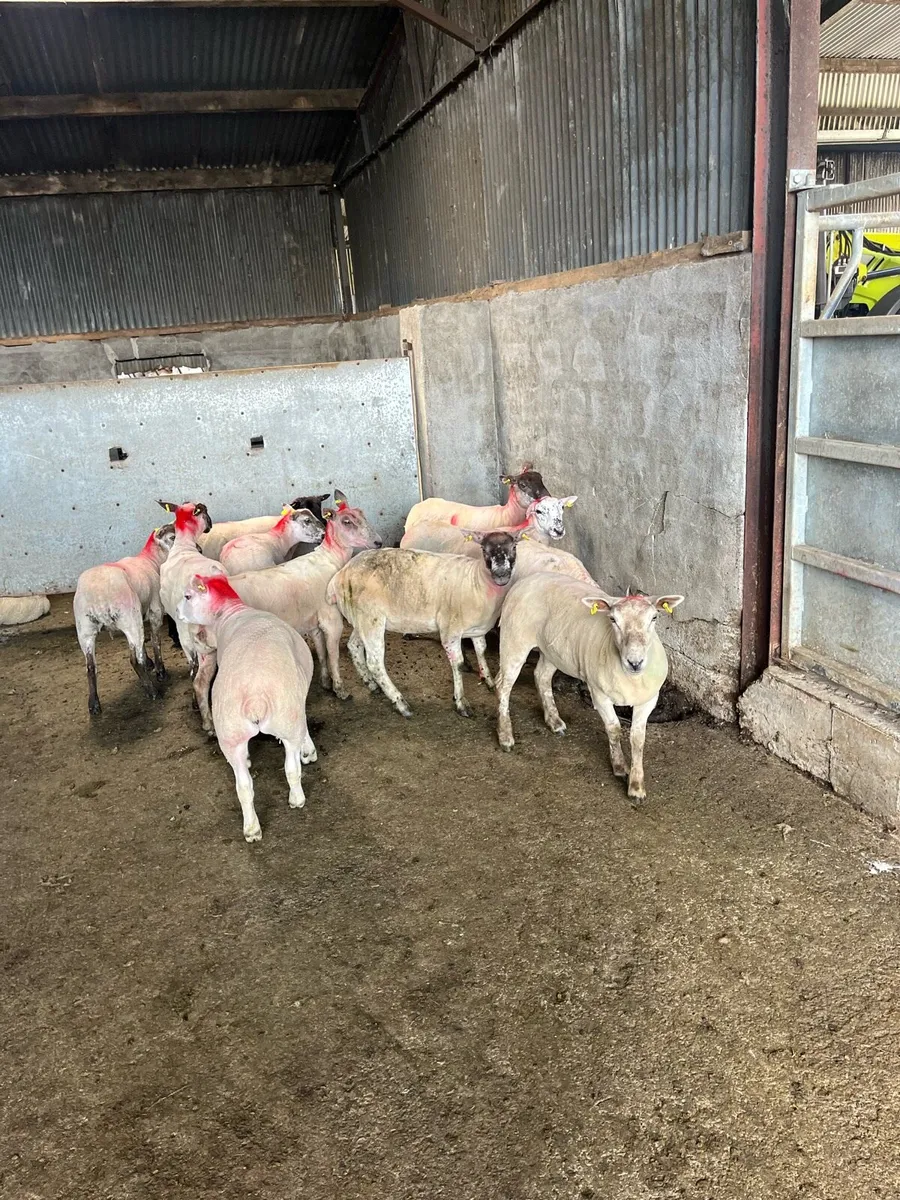20 ewe hoggets - Image 3