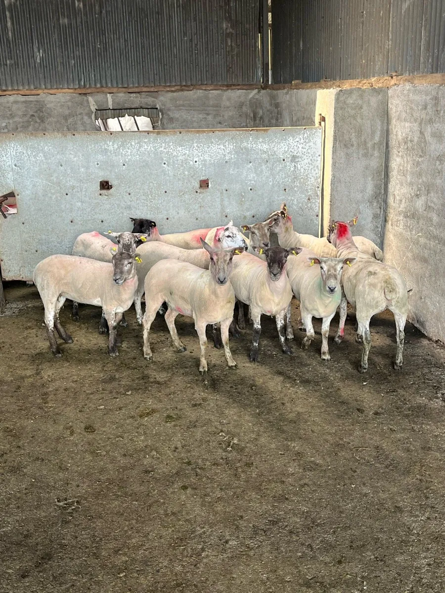 20 ewe hoggets - Image 4