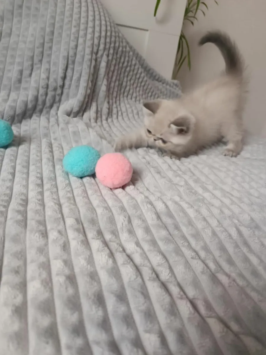 Kittens - Image 1