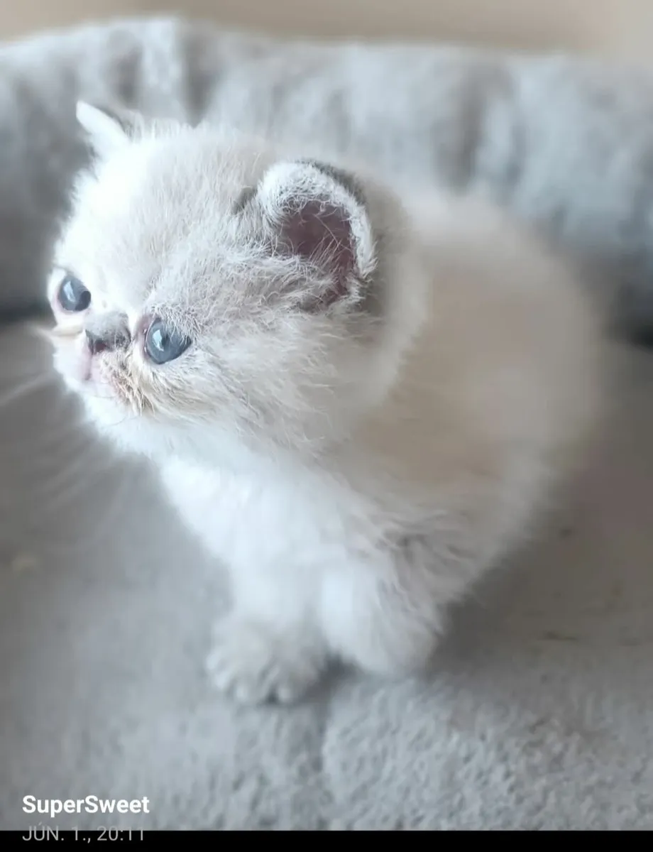 Kittens - Image 2