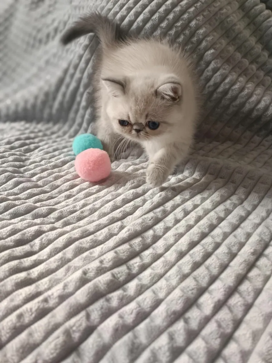 Kittens - Image 3