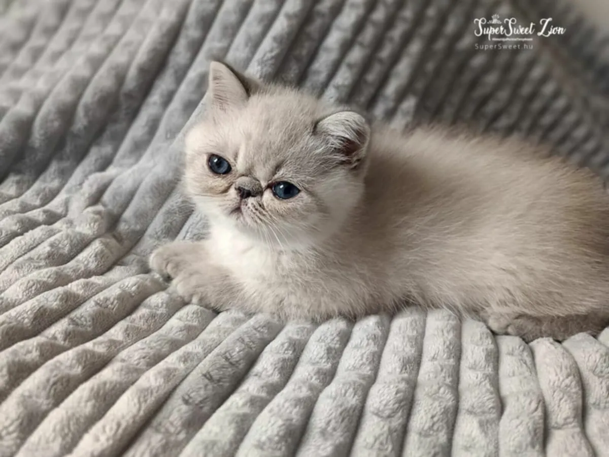 Kittens - Image 4