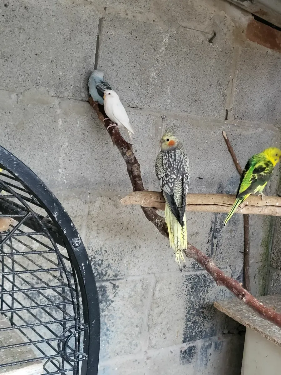 Crested& normal  budgies cockitiel - Image 4
