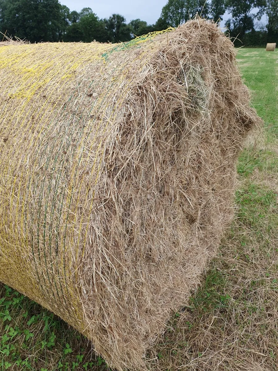 Hay - Image 1