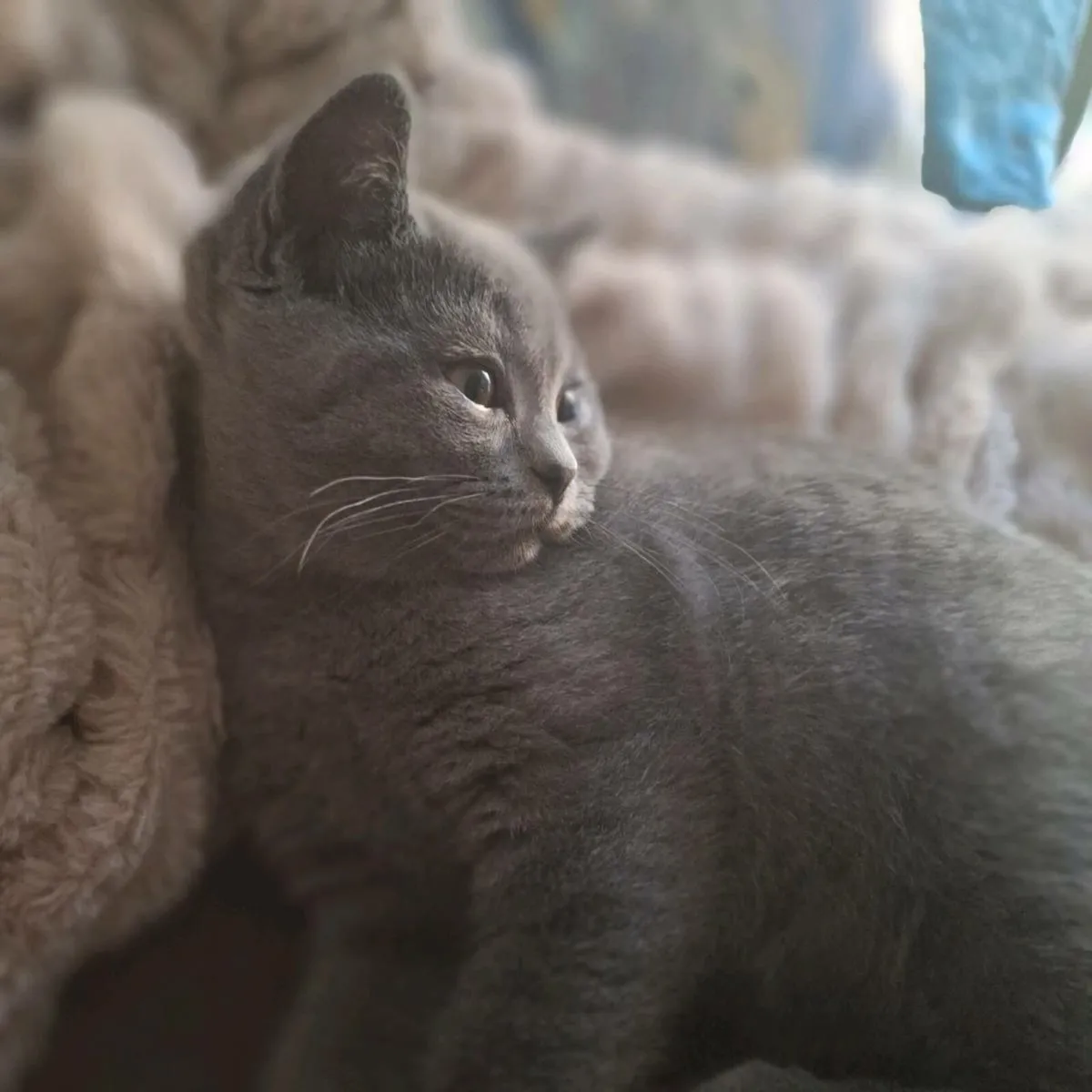 British shorthair kittens only 2 left 😸 - Image 2