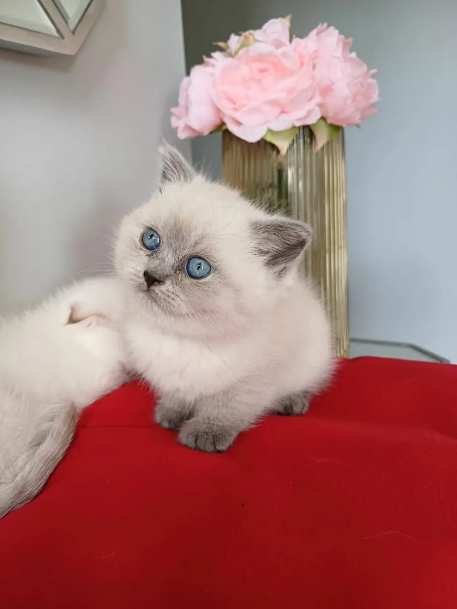 British colour point kittens - Image 2