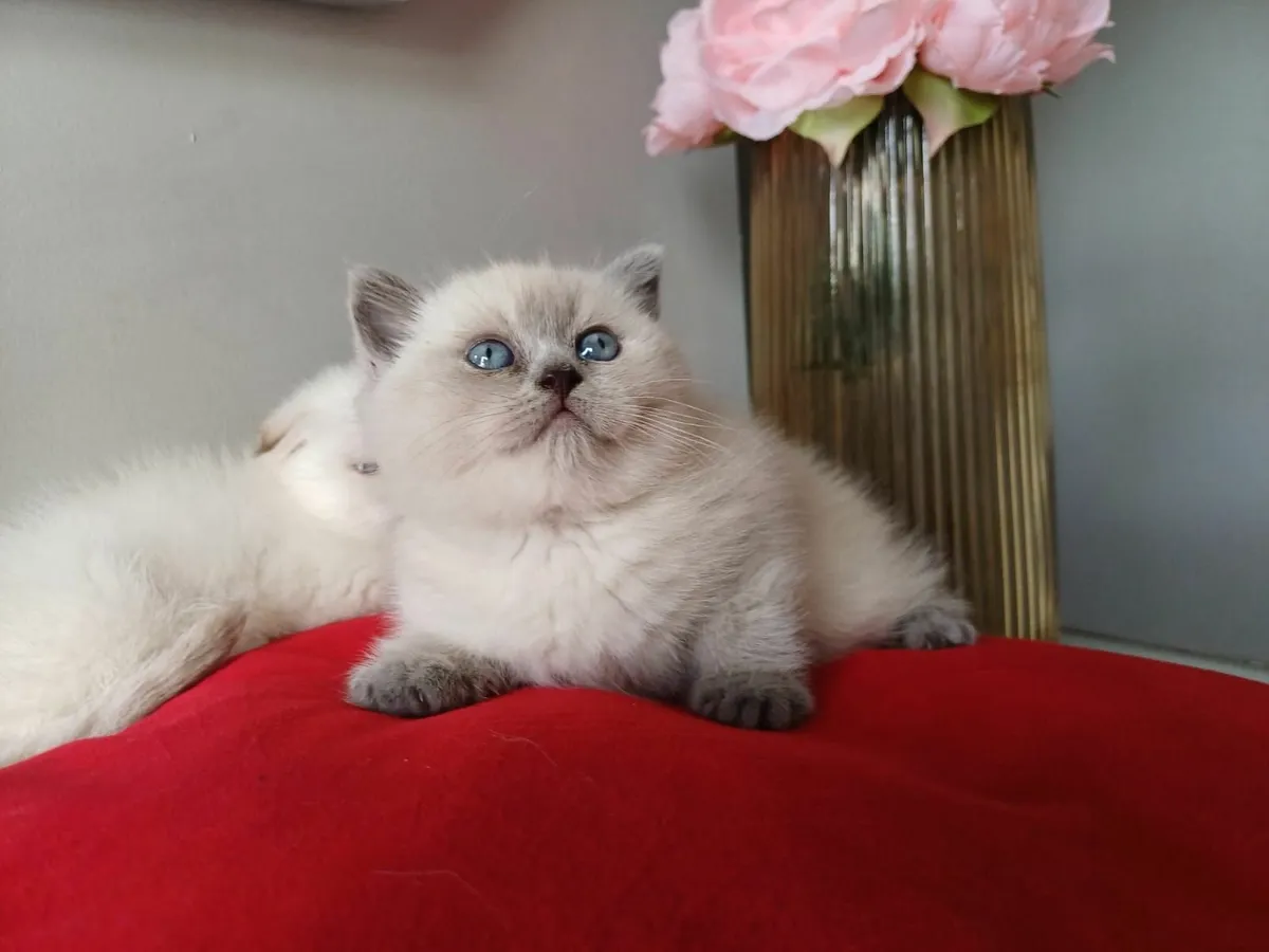 British colour point kittens - Image 3