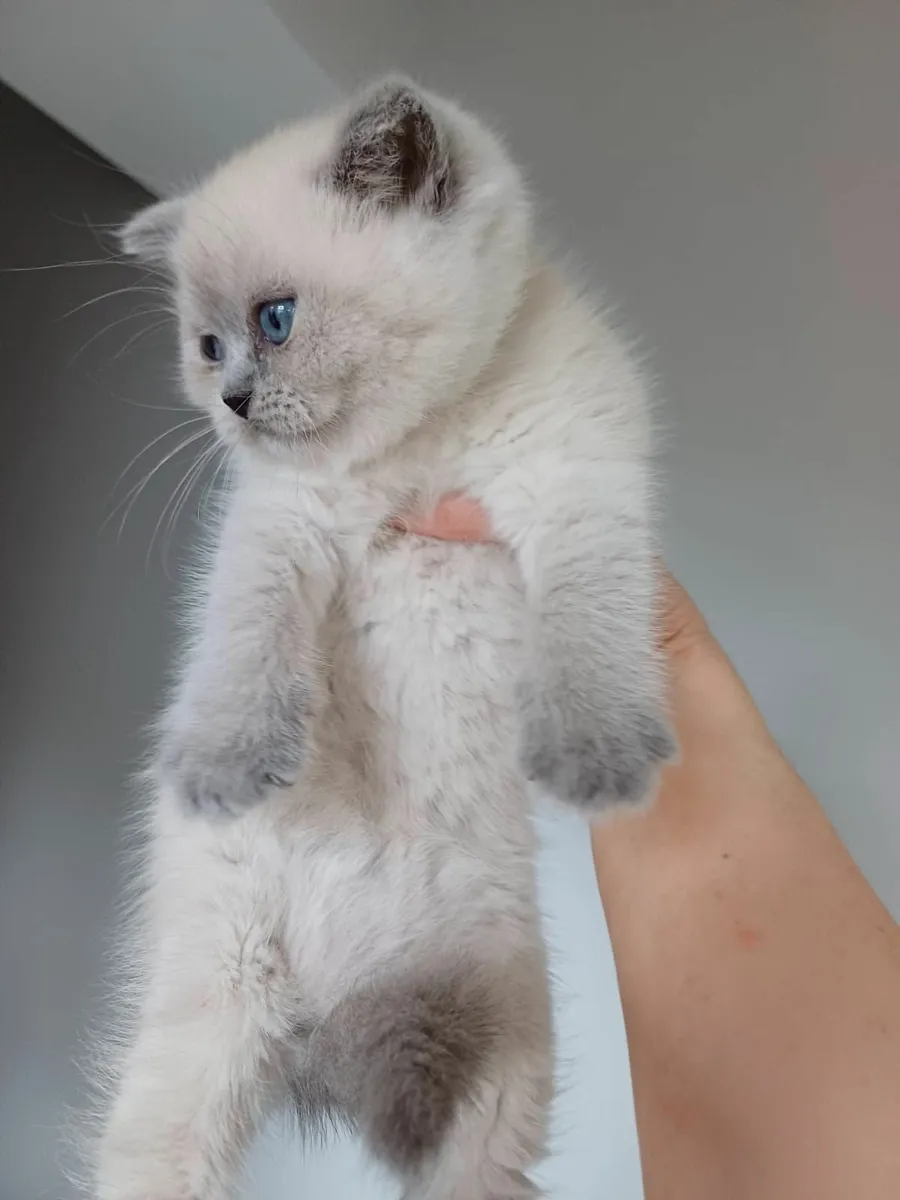 British colour point kittens - Image 4