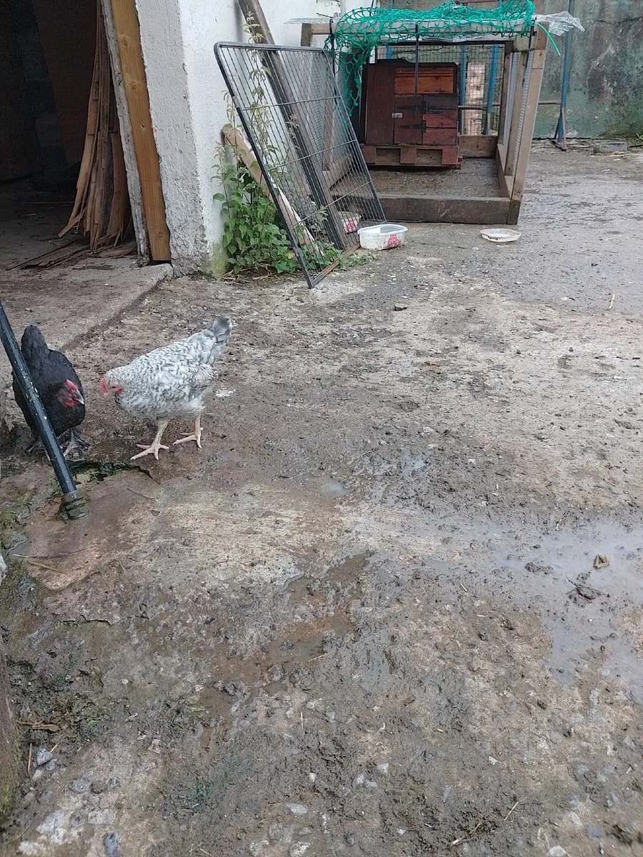 Cuckoo marans and copper marans pairs  €30 pair - Image 2