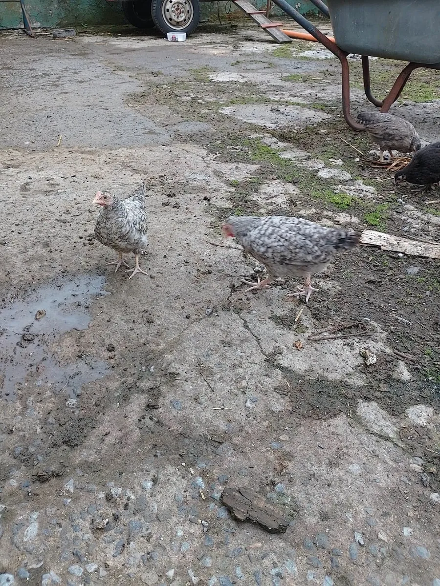 Cuckoo marans and copper marans pairs  €30 pair - Image 1