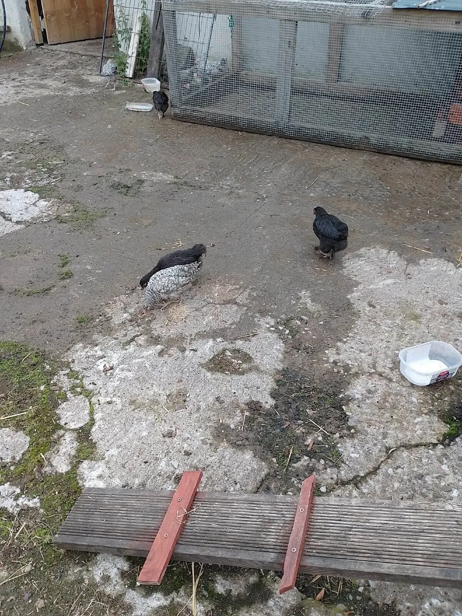 Cuckoo marans and copper marans pairs  €30 pair - Image 3