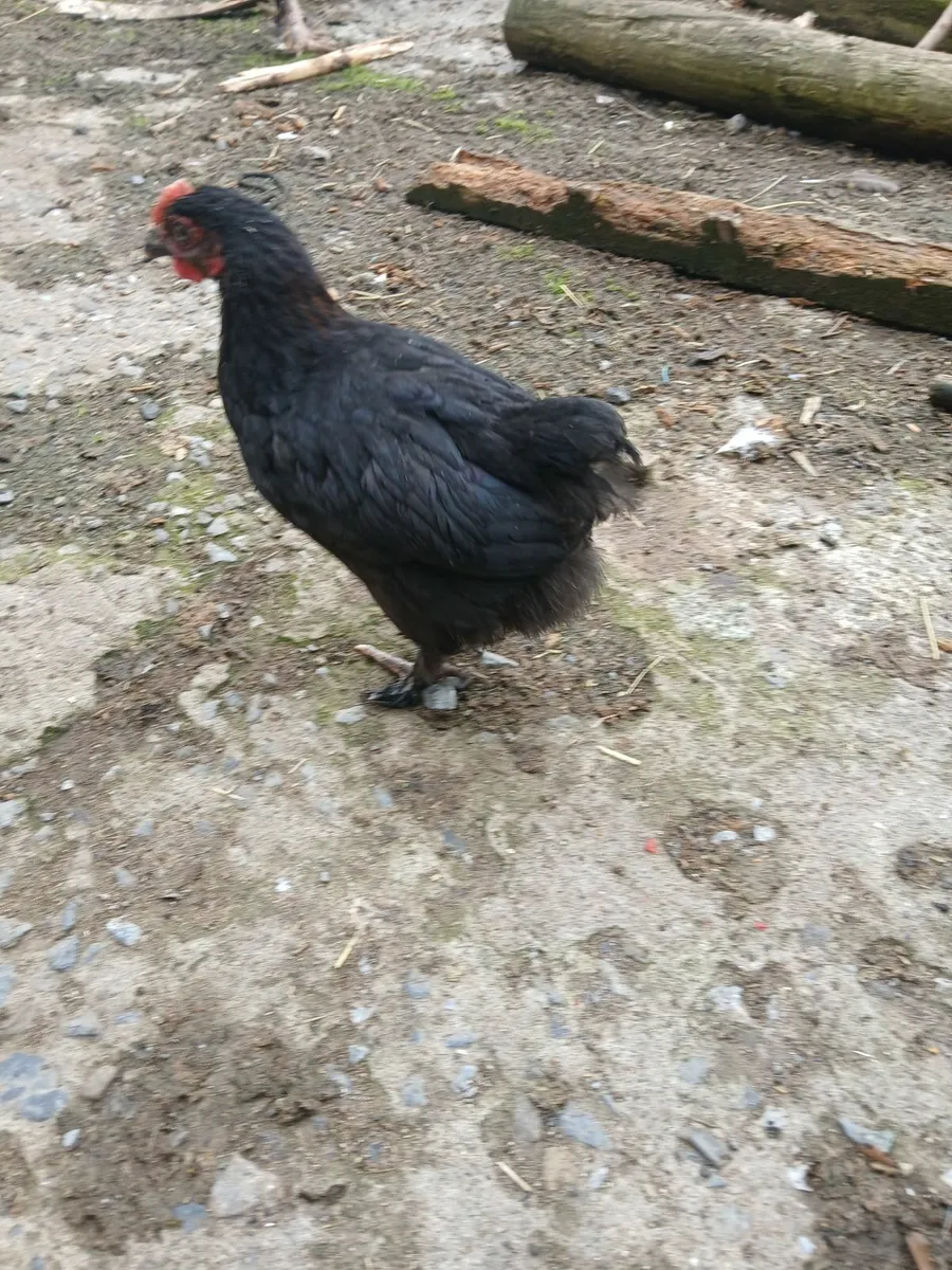 Cuckoo marans and copper marans pairs  €30 pair - Image 4