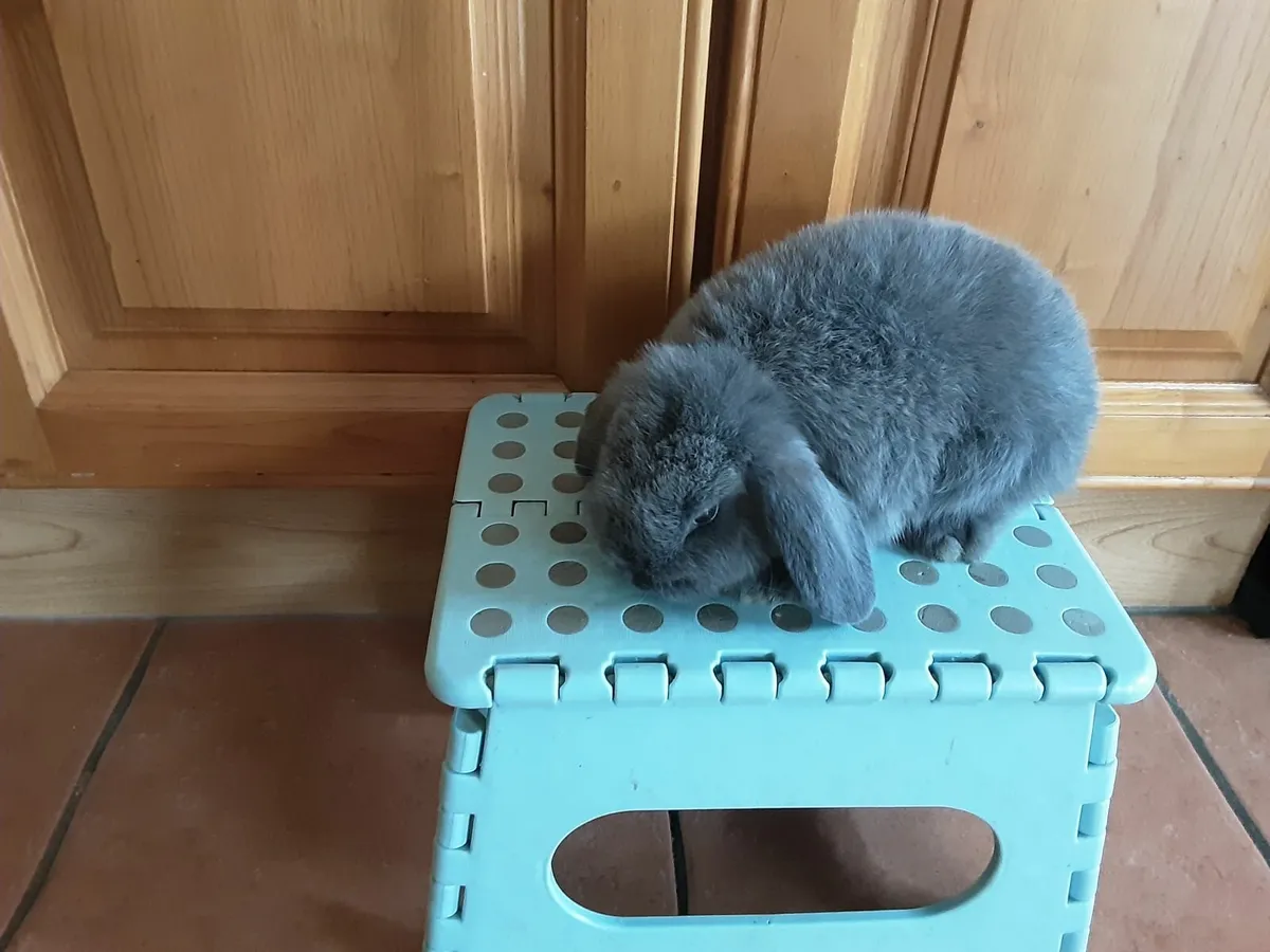 Mini lop, lionhead lop and not lop rabbits - Image 2
