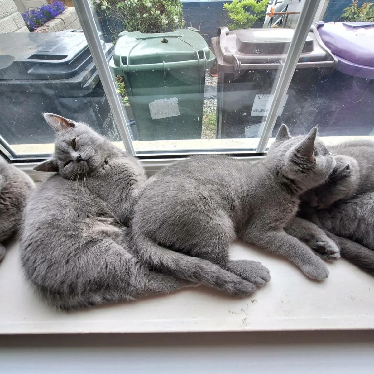 British shorthair kittens only 3 left 😸 - Image 1