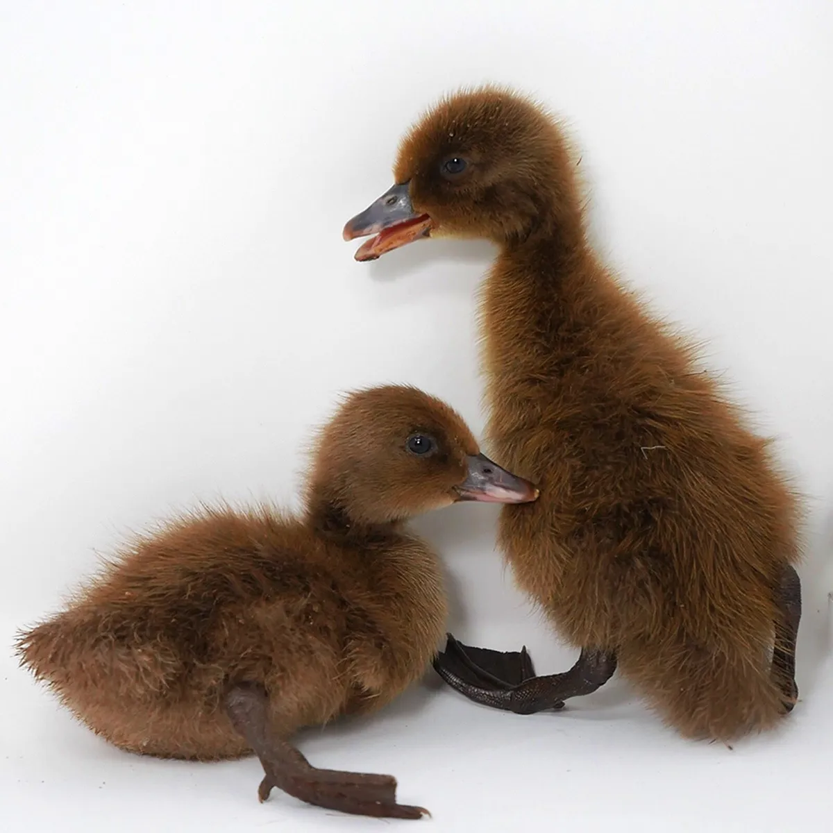 Sexed Khaki Campbell Ducklings - Image 1