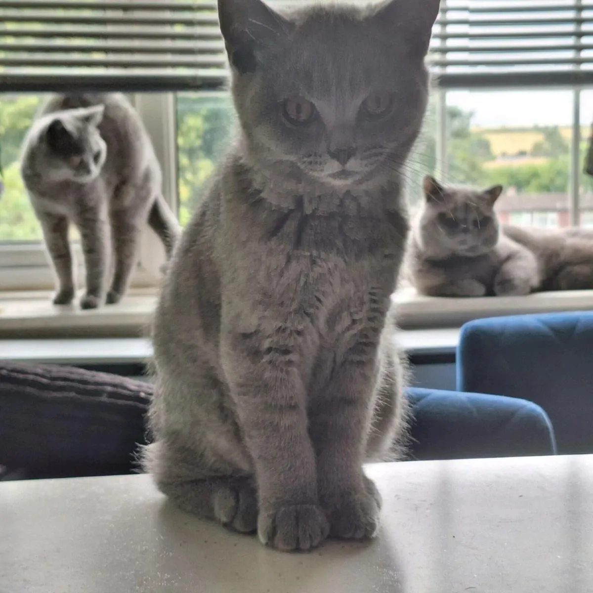 British shorthair kittens  😸 - Image 2