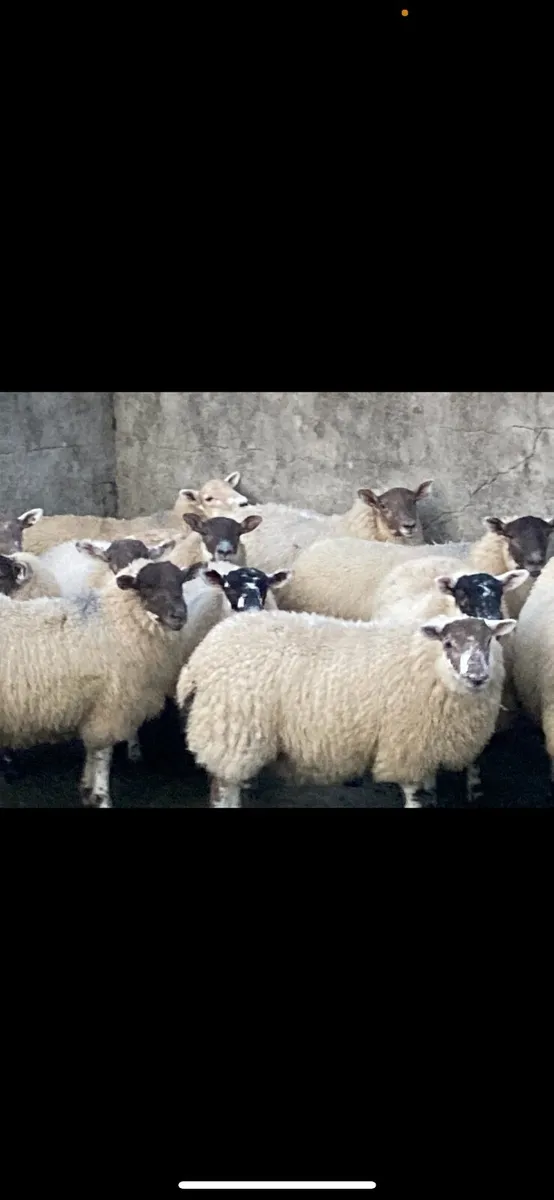 Hilltex Ewe Lambs - Image 1