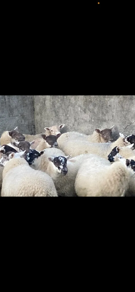 Hilltex Ewe Lambs - Image 2