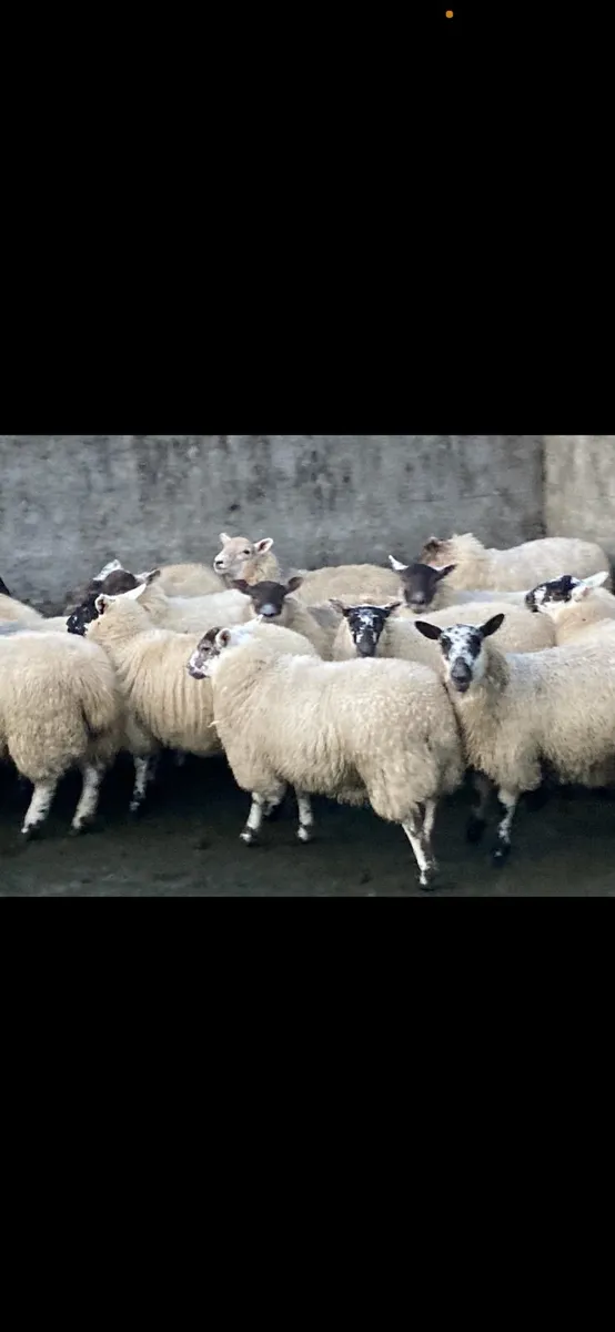 Hilltex Ewe Lambs - Image 3