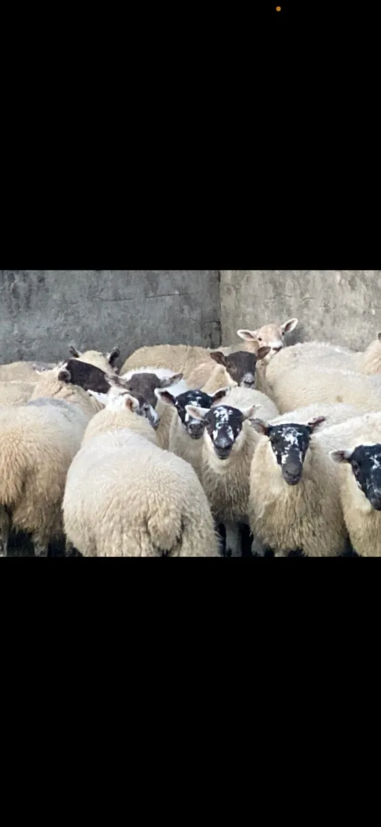 Hilltex Ewe Lambs - Image 4