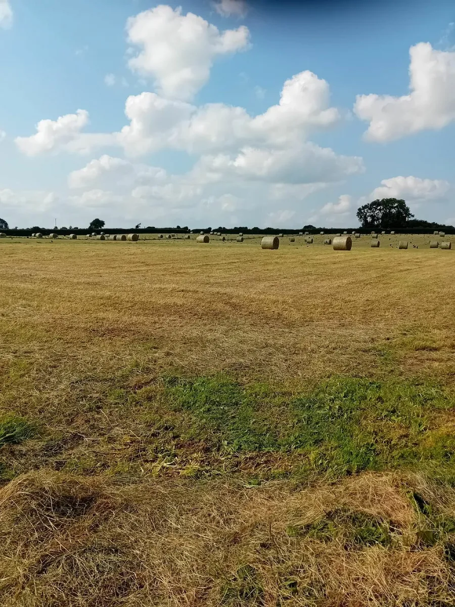 Hay