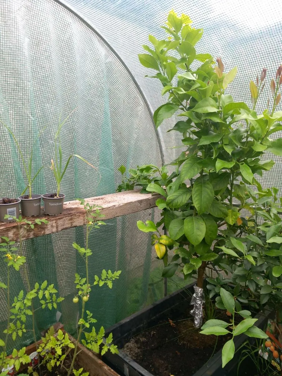 Big  real lemon tree - Image 1