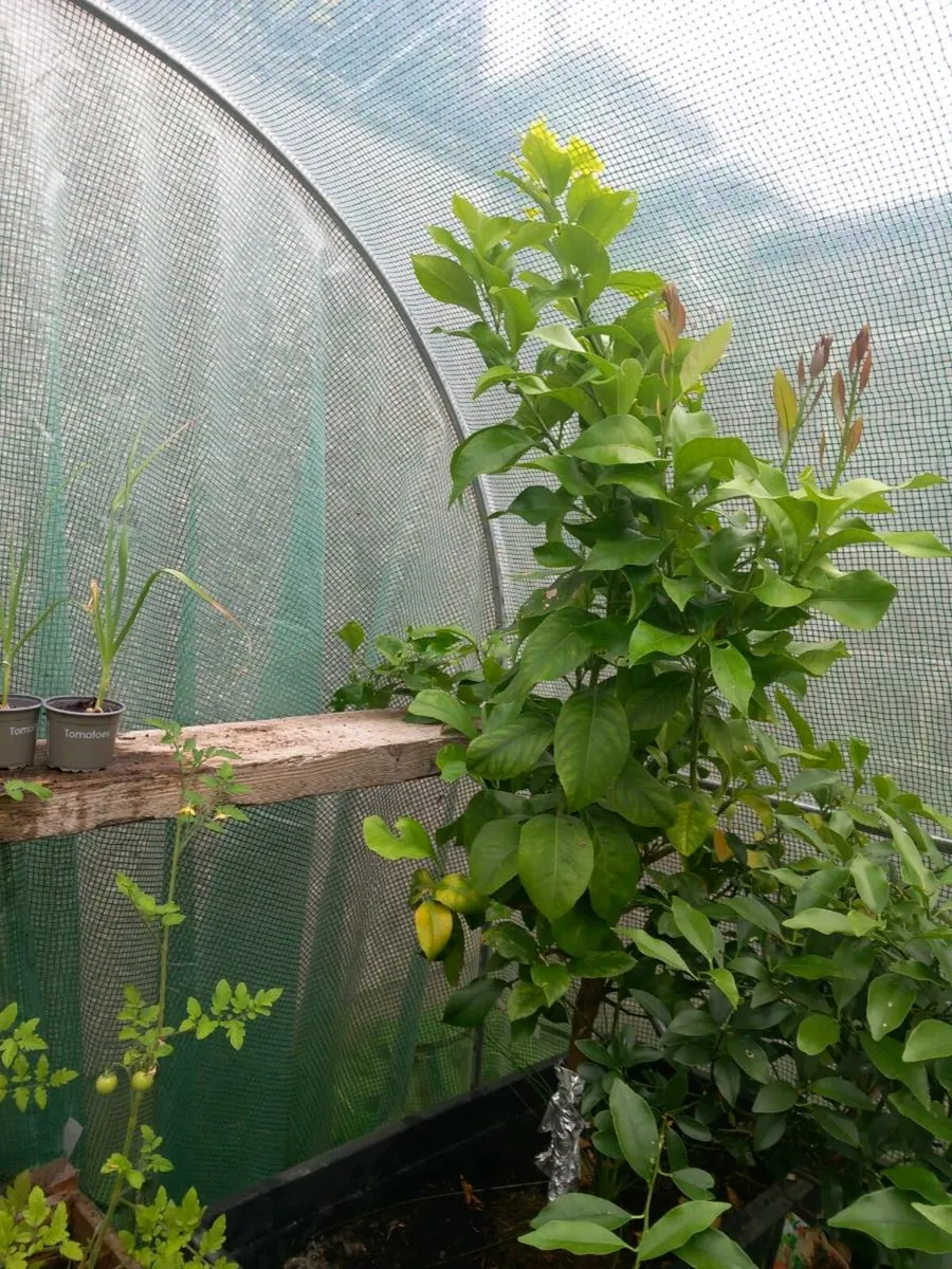 Big  real lemon tree - Image 2