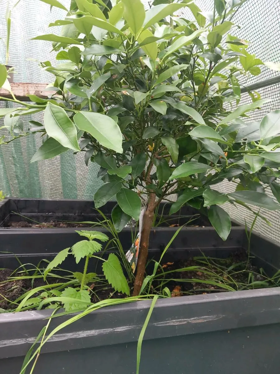Kumquat plant - Image 1