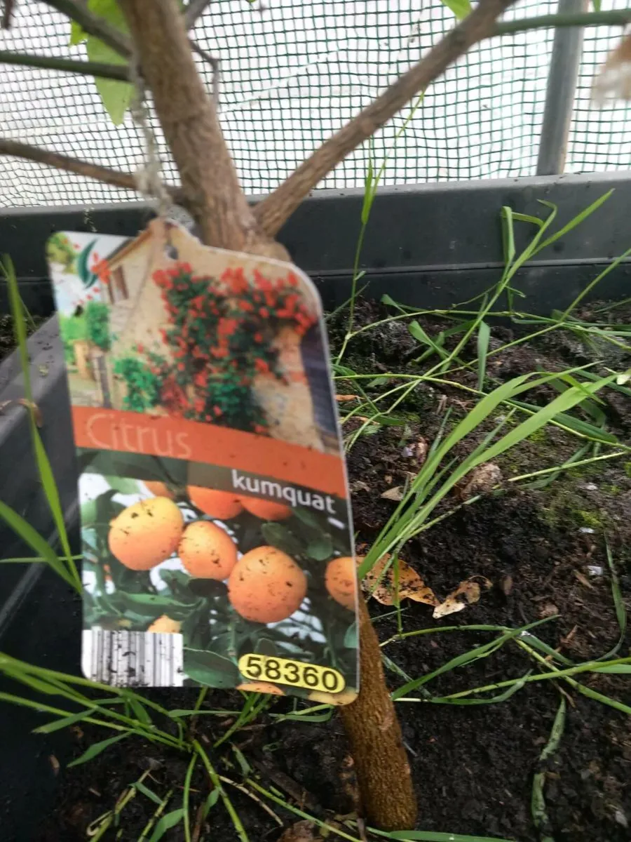 Kumquat plant - Image 2