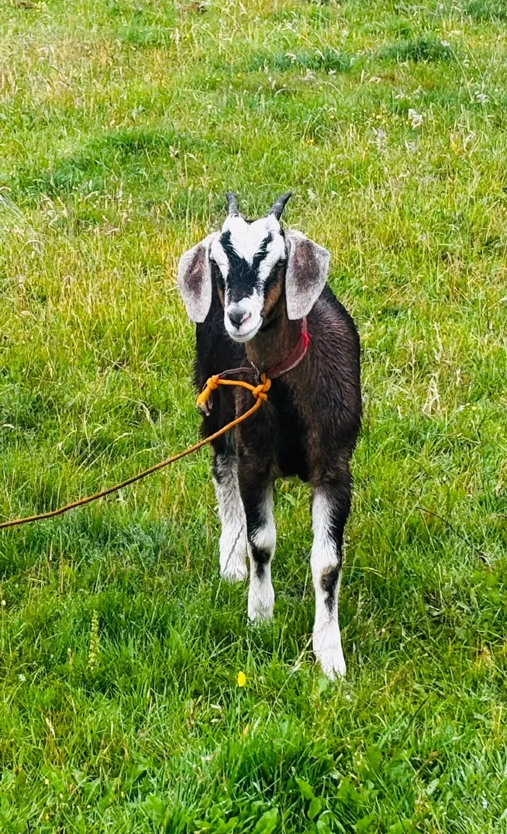 Kid goats x 2 (one female, one male) - Image 4