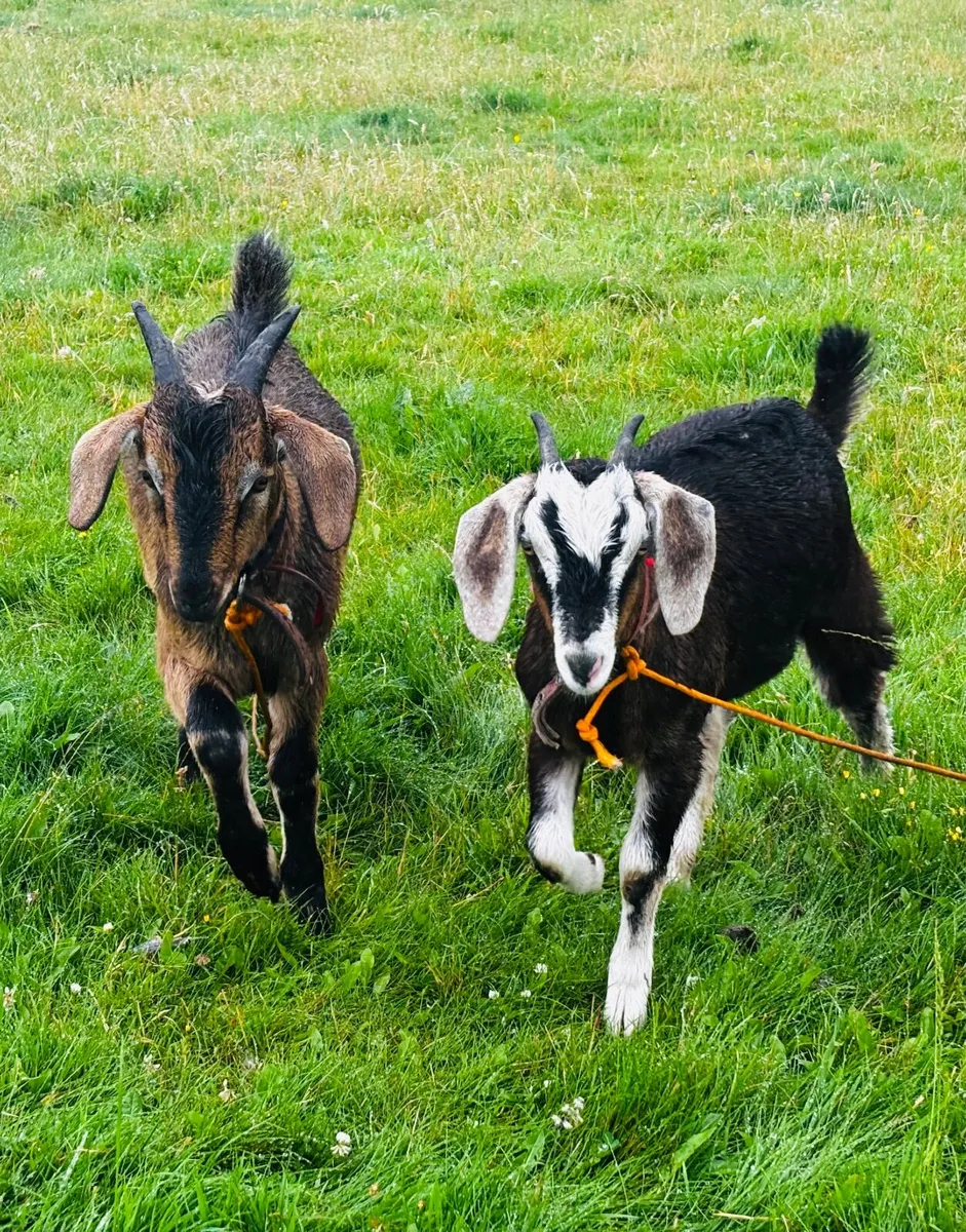 Kid goats x 2 (one female, one male) - Image 1