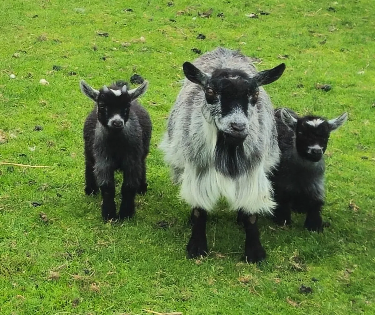 Pygmy kids - Image 1