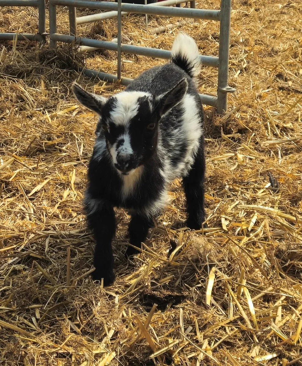 Pygmy kids - Image 2