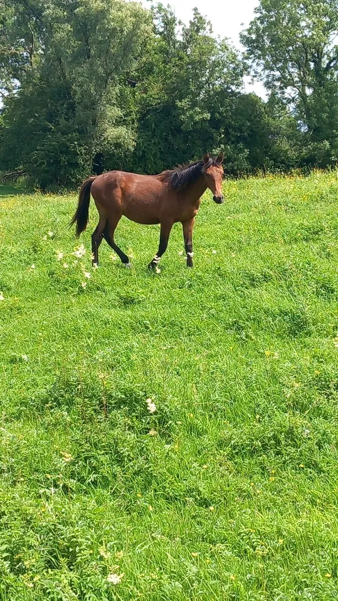 2 yearlings - Image 1
